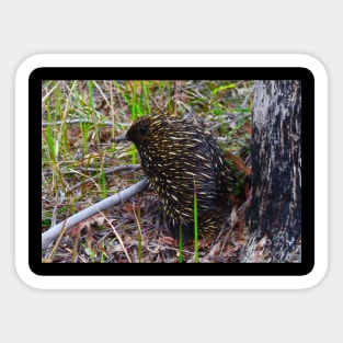 Echidna in the Bush! Sticker